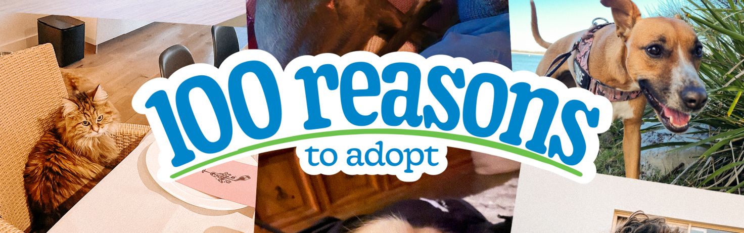 100 Reason Wedbiste Banner