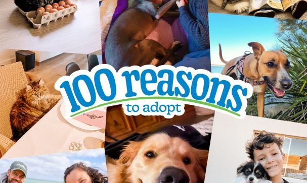 100 Reason Wedbiste Banner