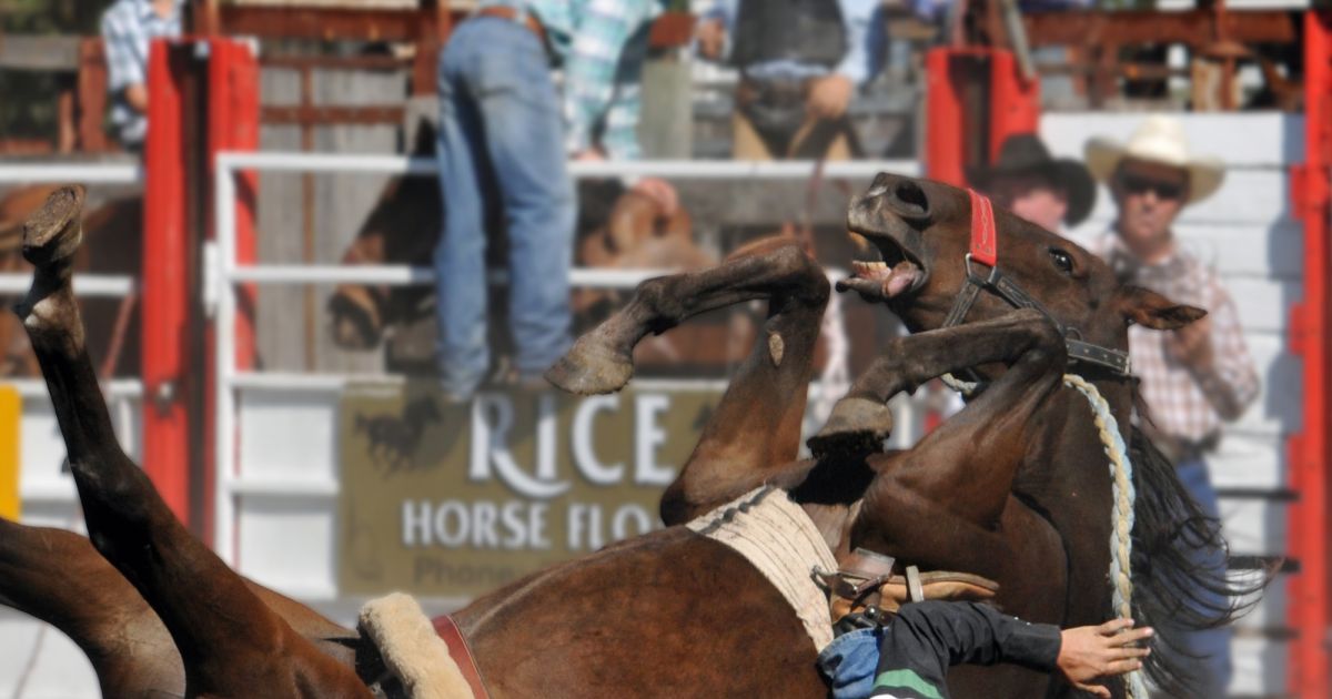 A cruel spectacle – why you should never attend a rodeo | RSPCA Australia