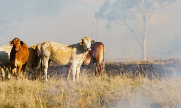 Animals in bushfires