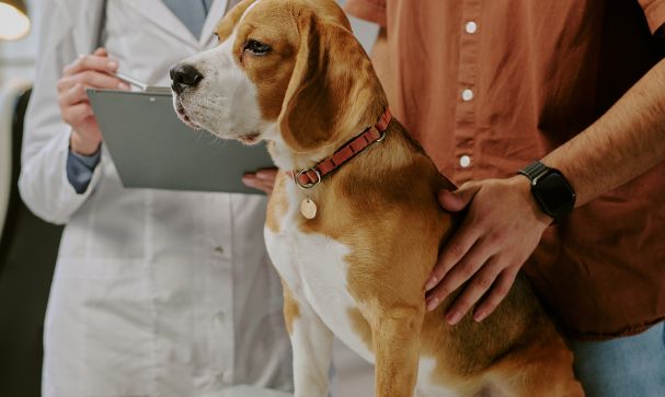 Blog Dog vaccines 002