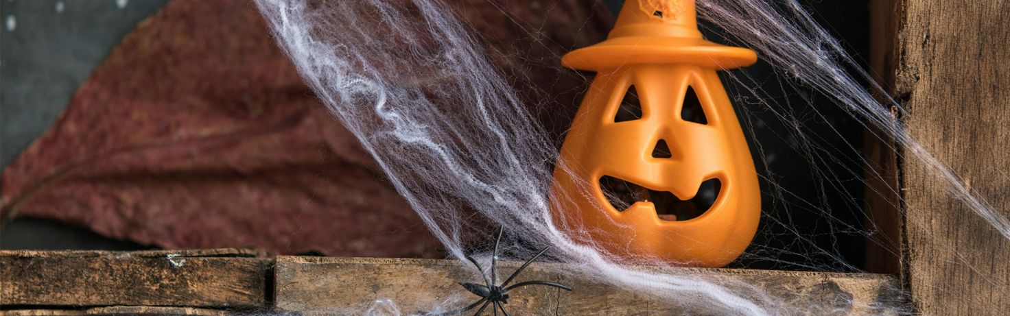 Blog Keeping pets and wildlife safe this Halloween