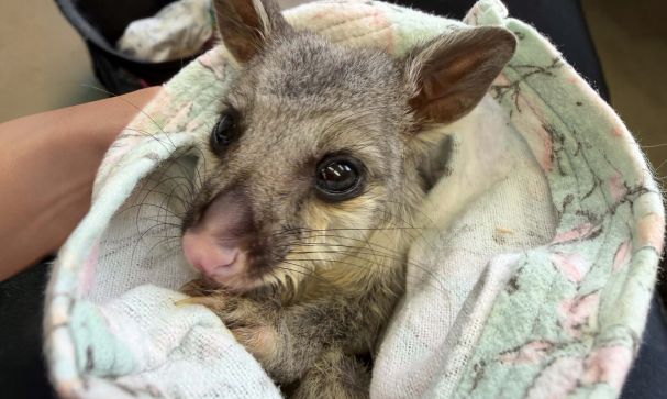 Blog Rodenticides Lucy