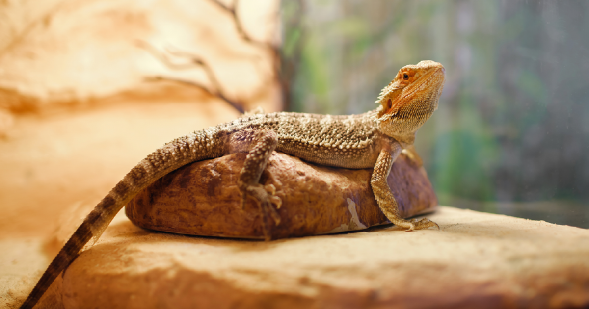 How to provide enrichment for reptiles | RSPCA Australia
