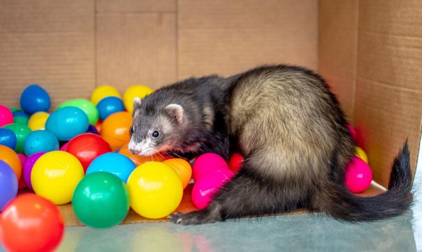 Caring for ferrets Blog 002
