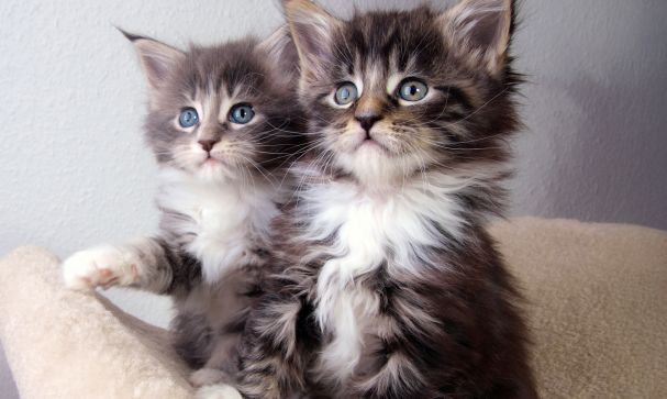 Companion animals online The red flags to watch for