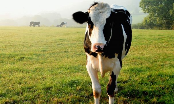 Cow Blog