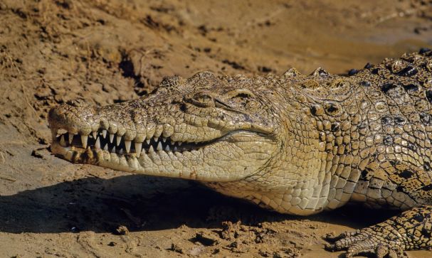 Crocodile Farming Luxury goods at a cruelty cost