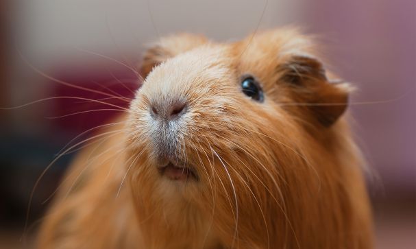 Desexing Guinea Pigs