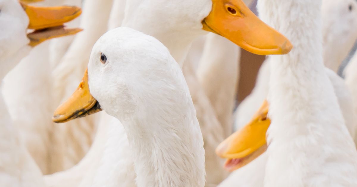 Duck Application Farmed duck welfare needs our attention | RSPCA Australia