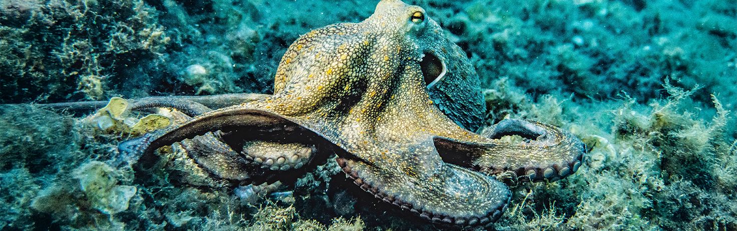 Great Small Talk Animals and Sentience Website Featured Image