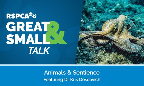 Great Small Talk Animals and Sentience Website Image
