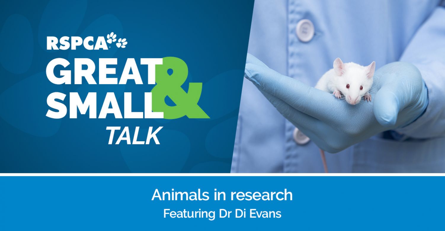 Wordpress Rspc Animals used in research | RSPCA Australia