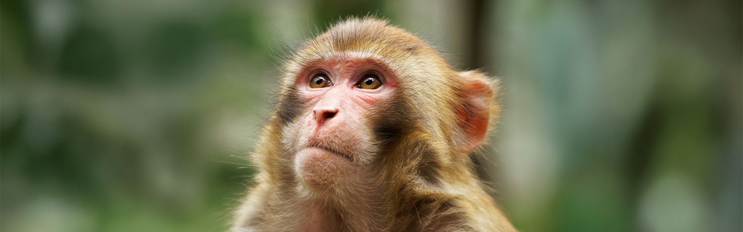 Great Small Talk Animals on Social Media Website Featured Image