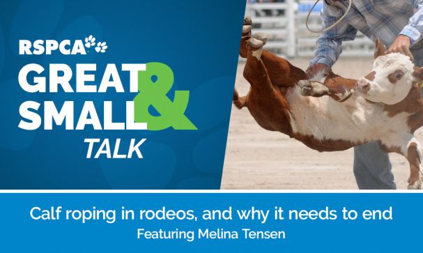 Great Small Talk Calf Roping Wesbite Image