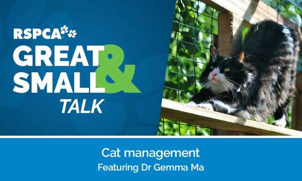 Great Small Talk Cat Management Website Image