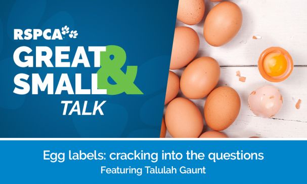 Great Small Talk Egg Labels Website Image