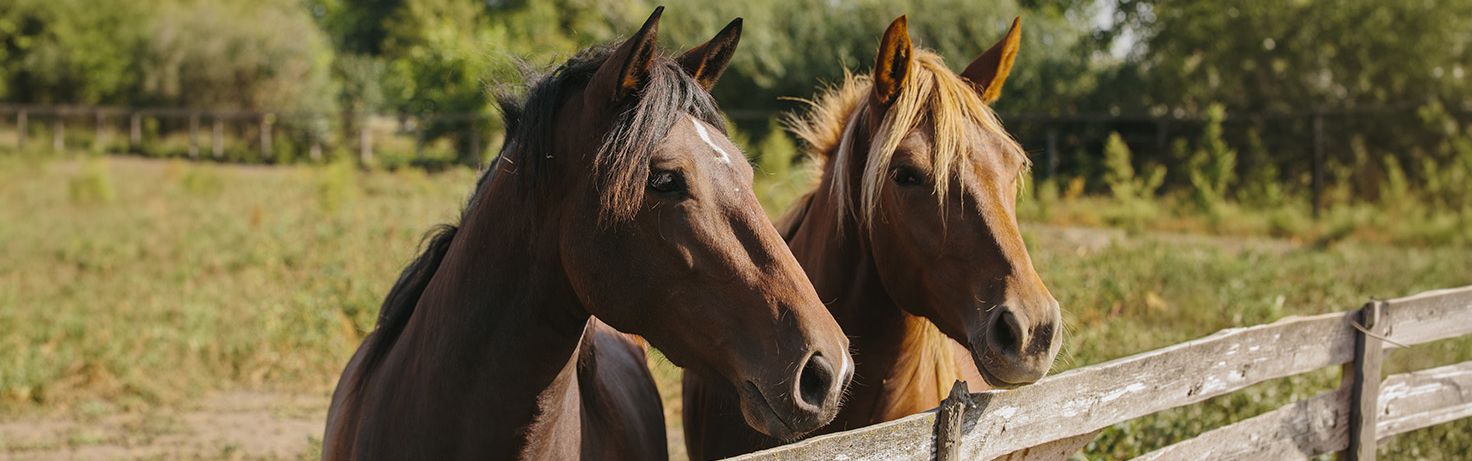 Great Small Talk Horse Welfare Website Featured Image