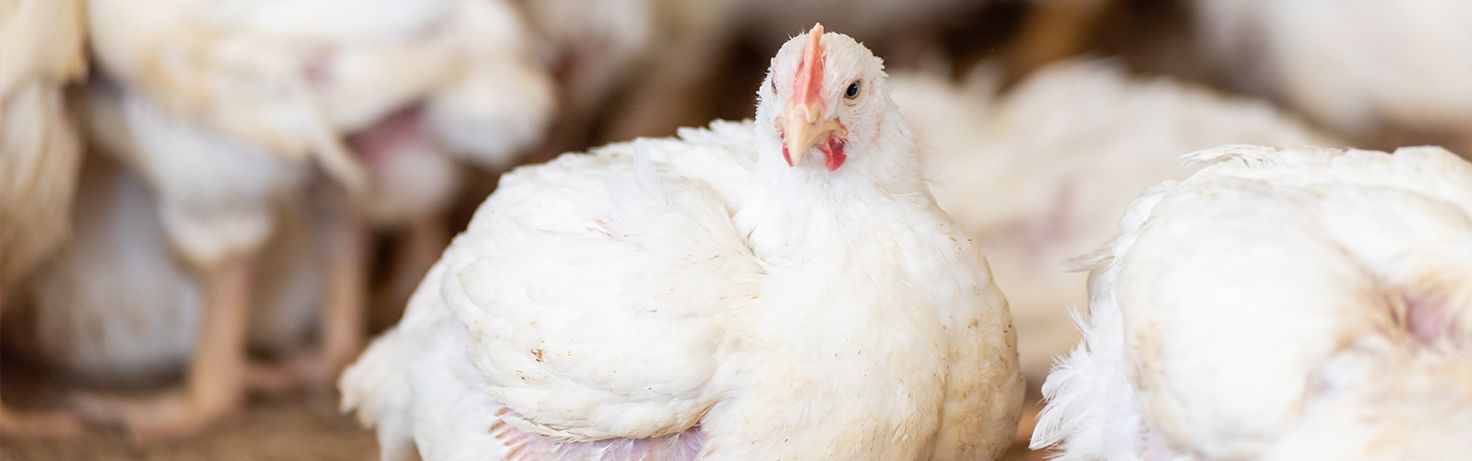 Great Small Talk Meat Chicken Welfare Website Featured Image