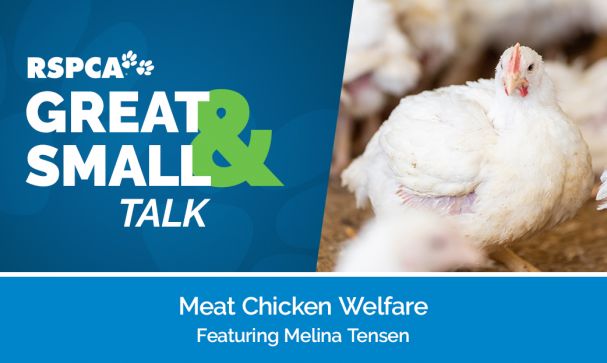 Great Small Talk Meat Chicken Welfare Website Image