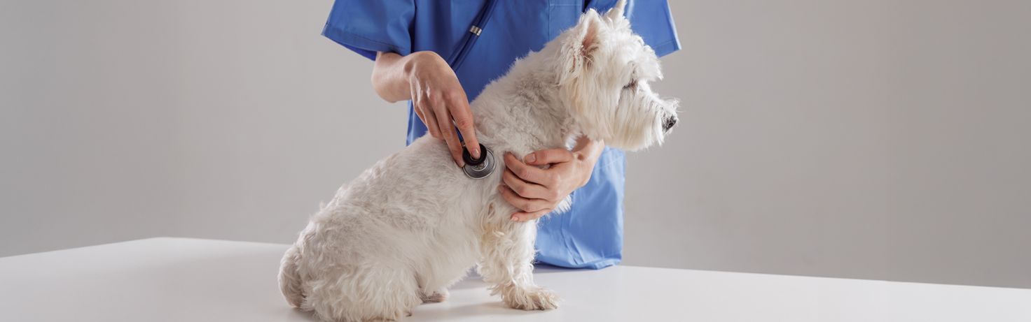 Great Small Talk Pet Insurance Website Featured Image