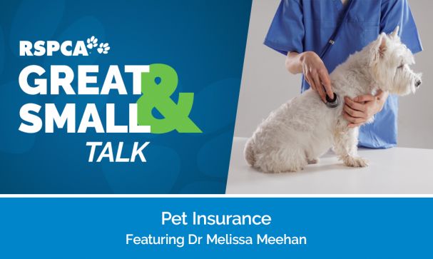 Great Small Talk Pet Insurance Website Image