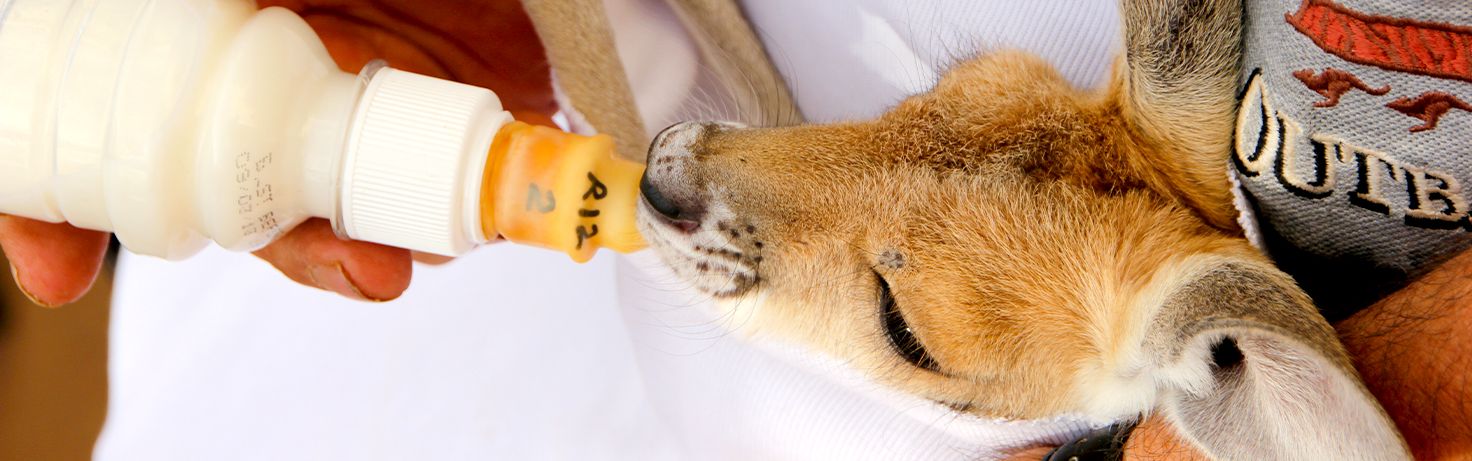 Great Small Talk Rescuing Animals When Disaster Strikes Website Featured Image