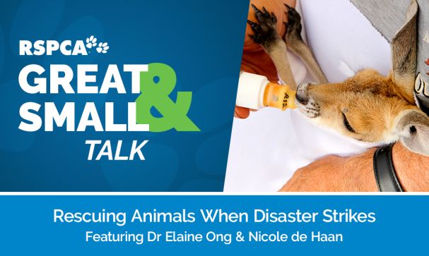 Great Small Talk Rescuing Animals When Disaster Strikes Website Image