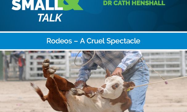 Great Small Talk Rodeos A Cruel Spectacle Podcast Image