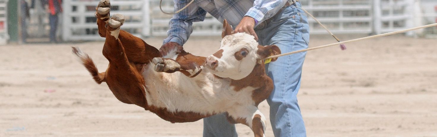Great Small Talk Rodeos A Cruel Spectacle Website Featured Image