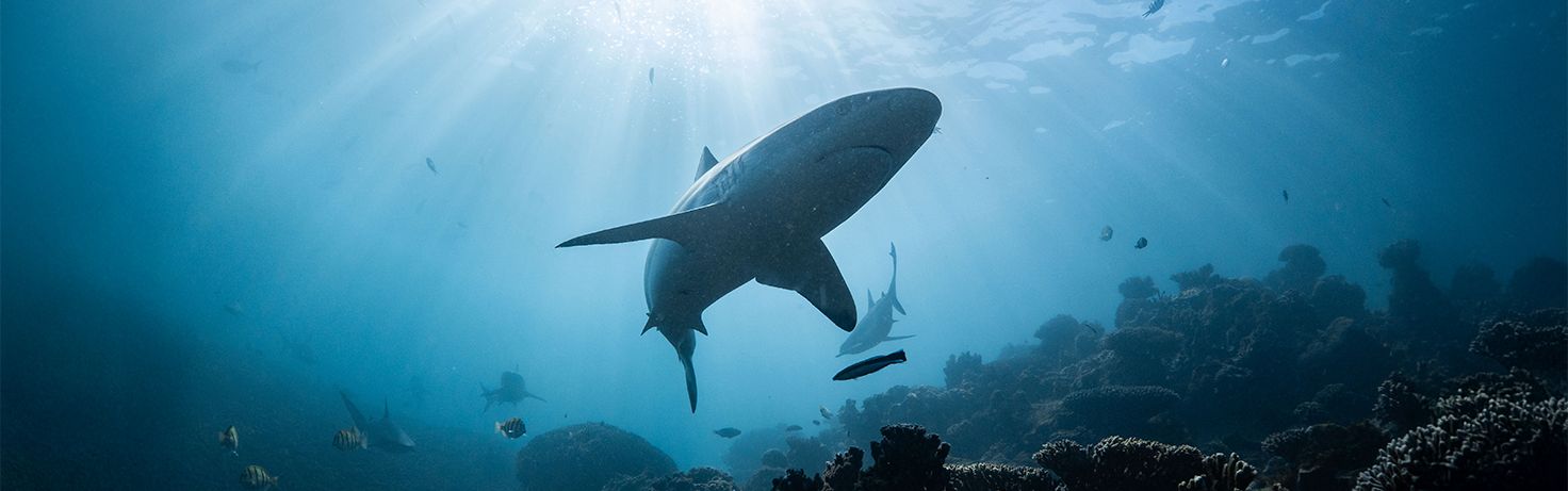 Great Small Talk Shark Nets and Shark Safety Website Featured Image