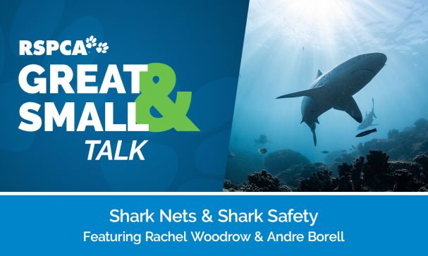 Great Small Talk Shark Nets and Shark Safety Website Image