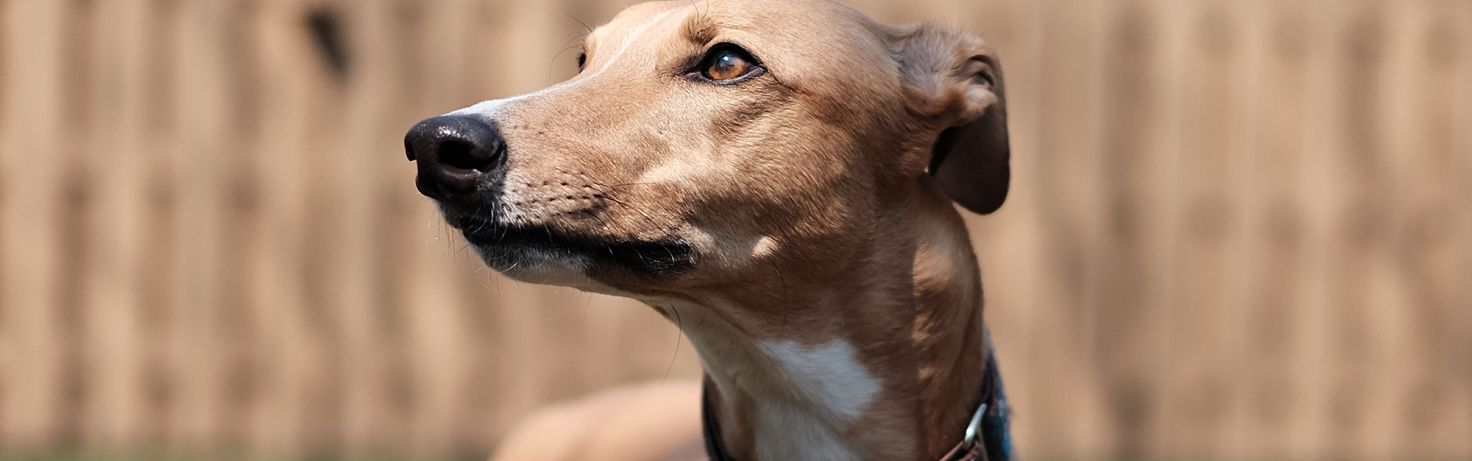 Greyhound racing welfare blog V2