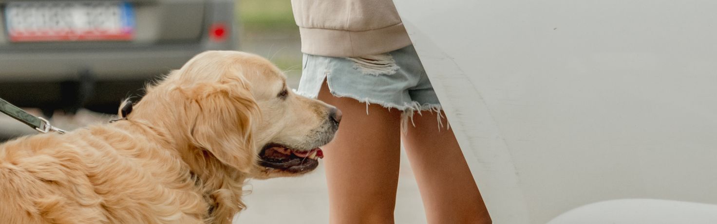 Hitting the road with your dog blog 002