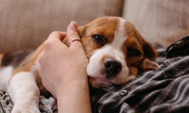 Keeping Australians and Companion Animals Safe