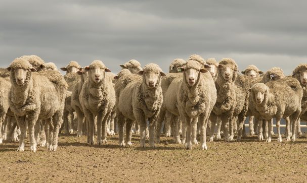 Live exports dark history