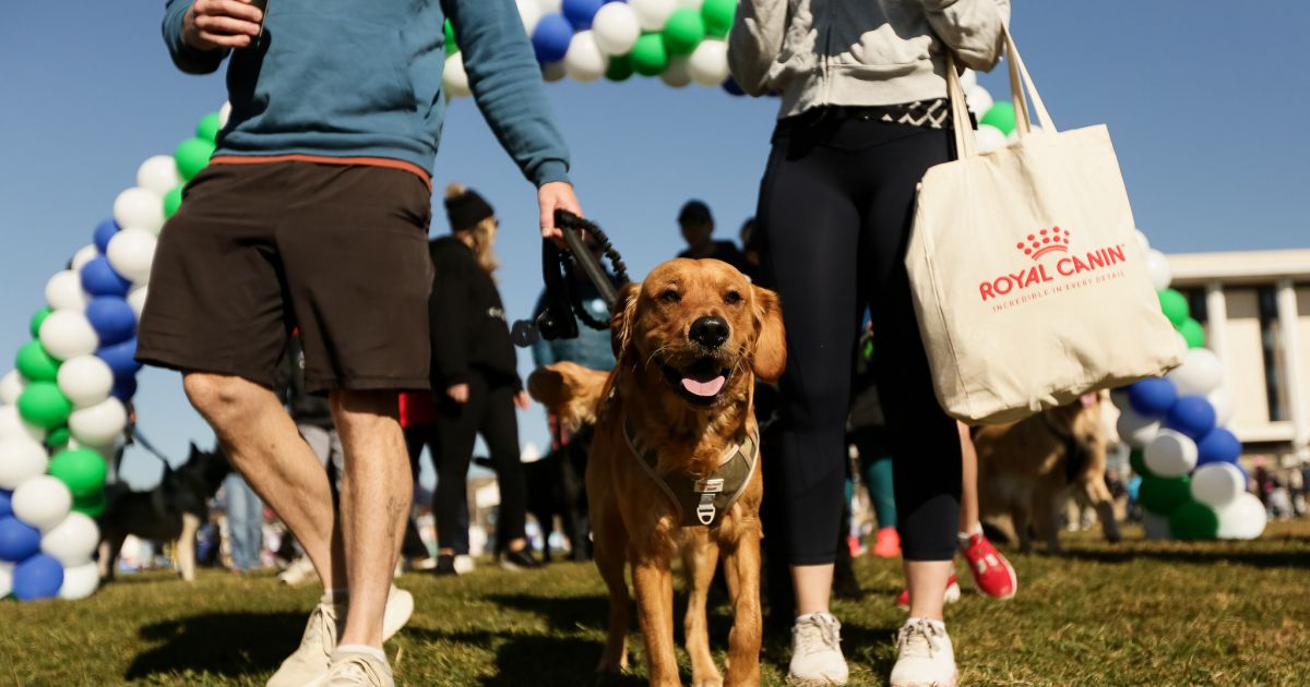 Final time for your pooch to add their paws to the Million Paws Walk ...