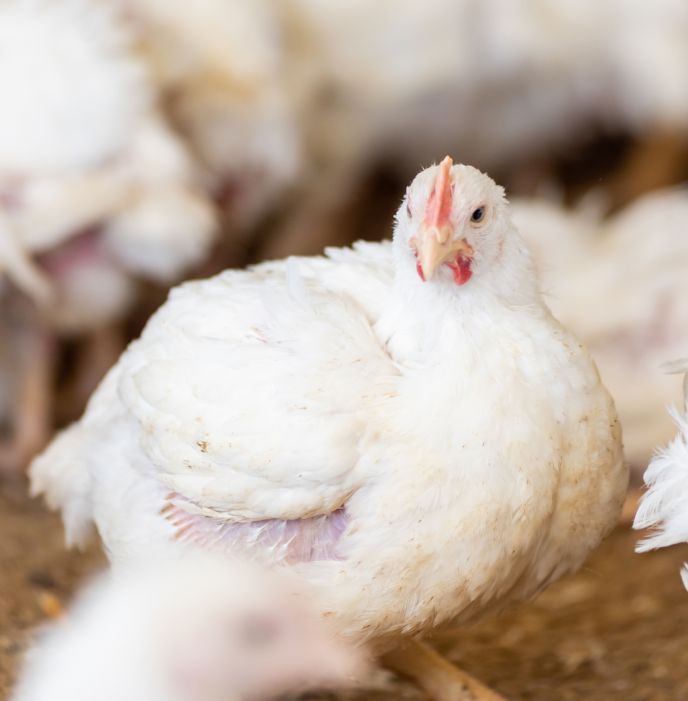 Meat Chicken Roadmap Website Timeline Images 01