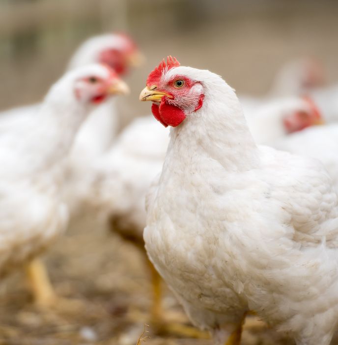 Meat Chicken Roadmap Website Timeline Images 03