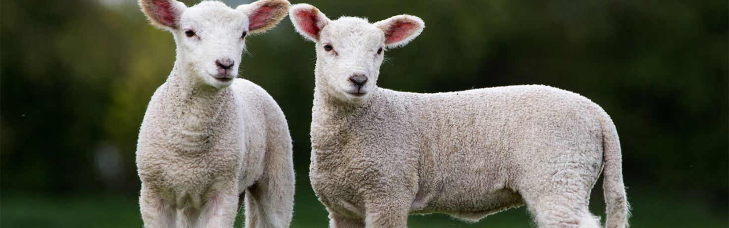 Mulesing of sheep