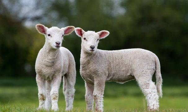 Mulesing of sheep