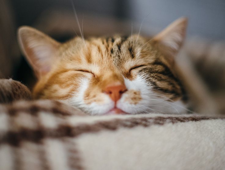 RSPCA Annual Report 2024 25 image