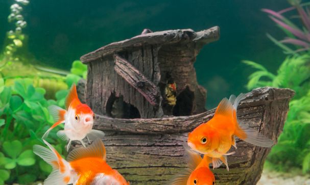 Small pets in warm weather