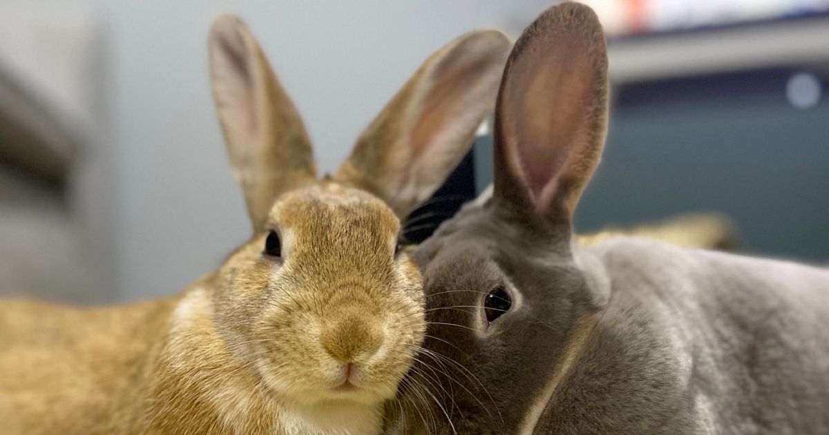 Rabbit Qld Pet Rabbits Illegal Queensland