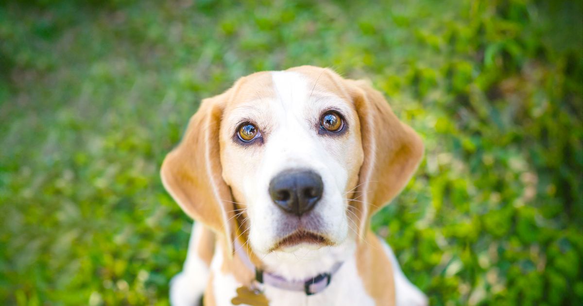 Through a dog’s eyes understanding and strengthening the bond between