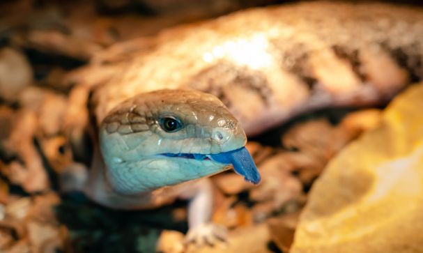 Where to keep reptiles