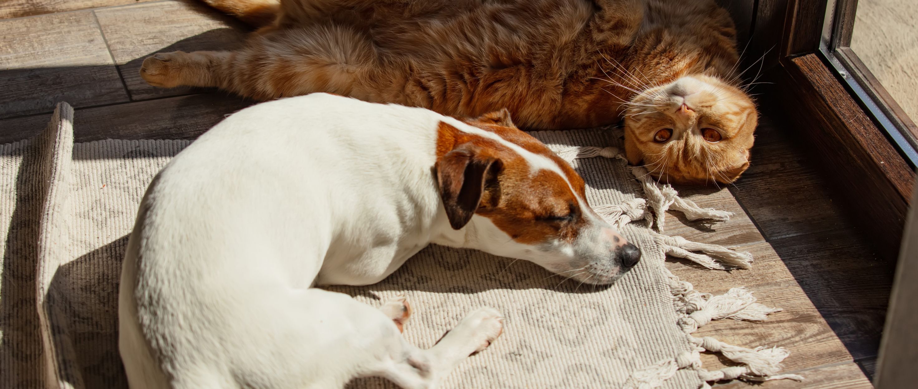 Adopting a cat or kitten RSPCA Australia