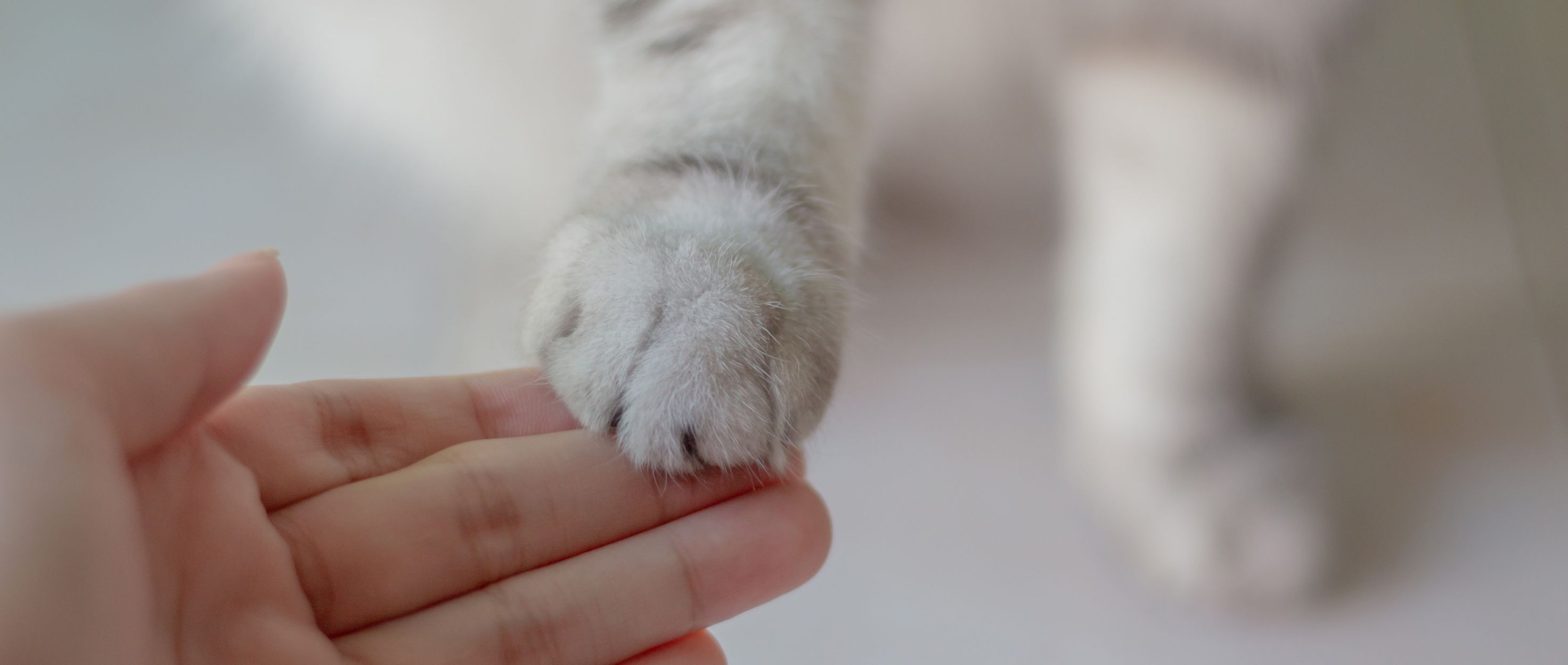 Adopting a cat or kitten RSPCA Australia