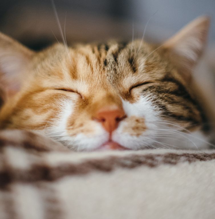 Adopting a cat or kitten RSPCA Australia