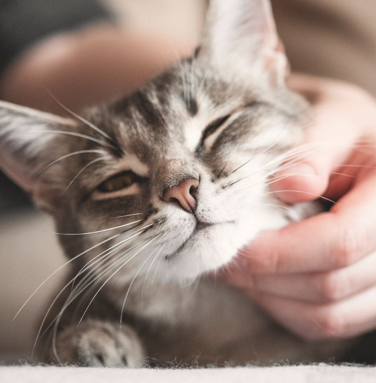 Adopting a cat or kitten RSPCA Australia